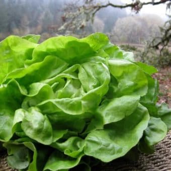 Lettuce, Cindy (Organic)