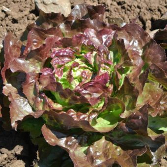 Lettuce, Mikola (Organic)