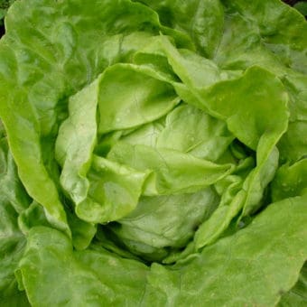 Lettuce, Northern Queen (Organic)