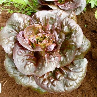 Lettuce, Pandero