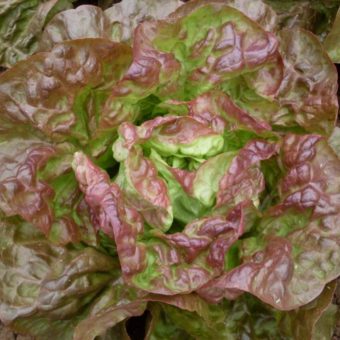 Lettuce, Red Vogue