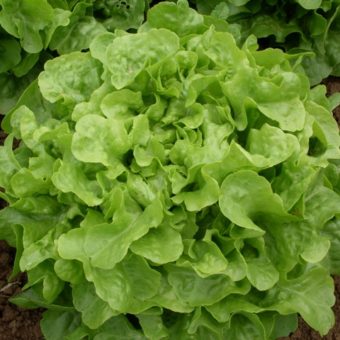 Lettuce, Smile (Organic)