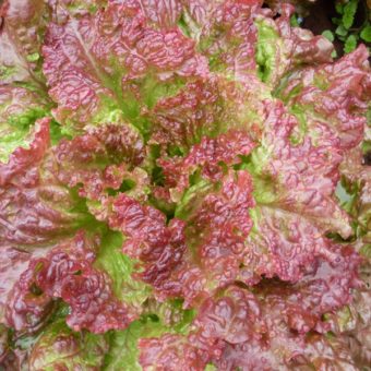 Lettuce, Vulcan (Organic)