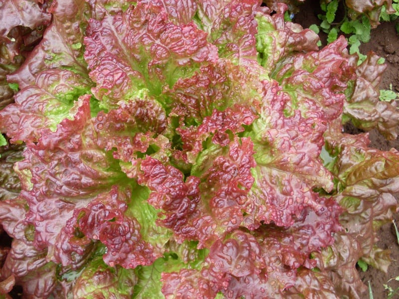 Lettuce, Vulcan (Organic)