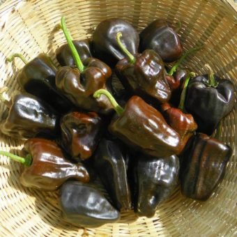Hot Pepper, Chilhuacle Negro