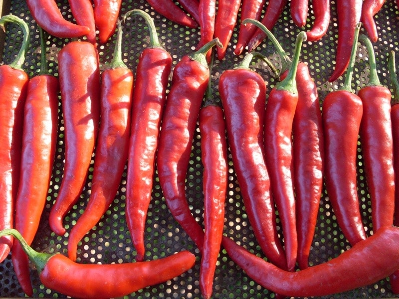 Korean Hot Pepper (Organic)