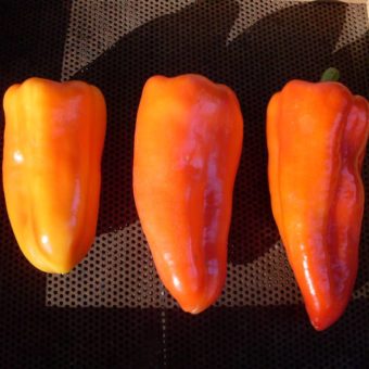 Sweet Pepper, Gypsy Queens (Organic) Sweet Pepper, Gypsy Queens (Organic)