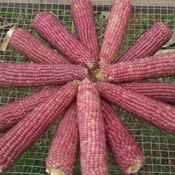 Popcorn, Early Pink Pearl