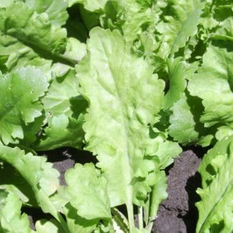 Cress, Dutch Broadleaf