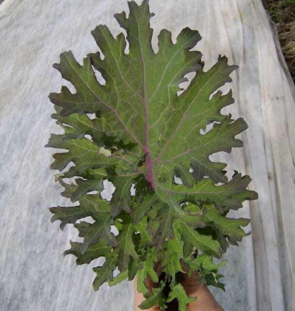 Kale, Russian Hunger Gap (Organic)