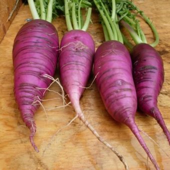 Radish, Blauer Herbst Und Winter