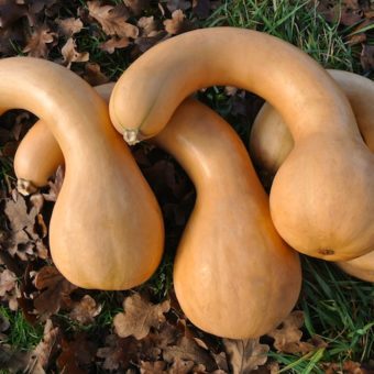 Winter Squash, Canada Crookneck (Organic)