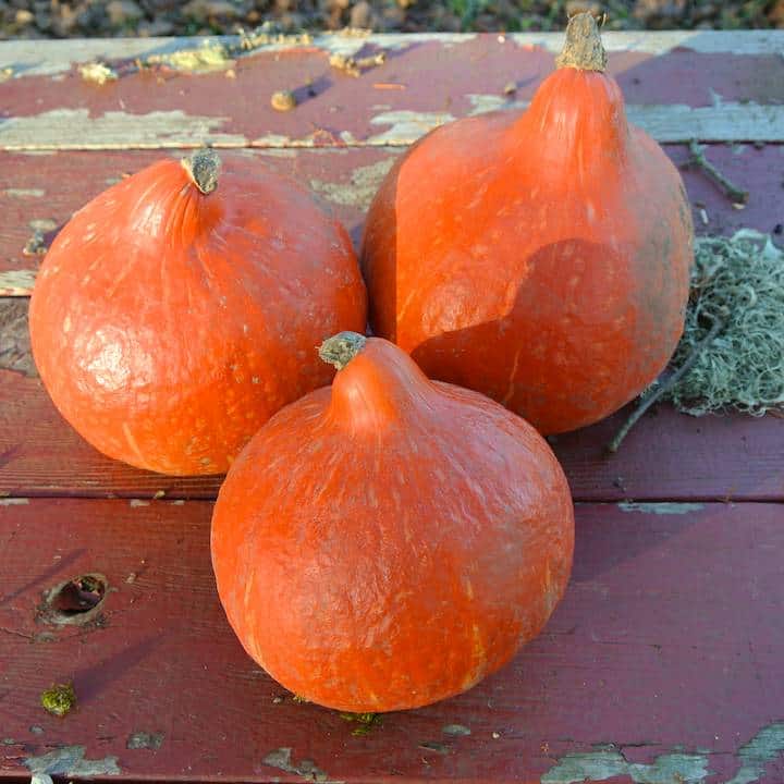 Winter Squash, Little Gem Red Kuri