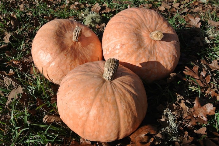 Winter Squash, Lower Salmon River (Organic)
