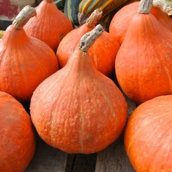 Winter Squash, Potimarron