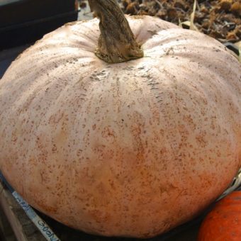 Winter Squash, Theron’s Winter Harvest (Organic) Winter Squash, Theron's Winter Harvest (Organic)