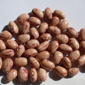 Bush Dry Bean, Volga German Siberian (Organic) Bush Dry Bean, Volga German Siberian (Organic)