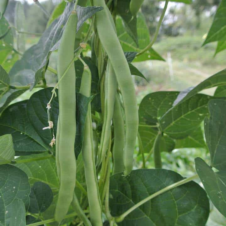 Pole Snap Bean, Early Riser (Organic)