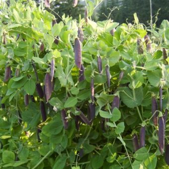 Shelling Pea, Clarke's Beltony Blue (Organic)