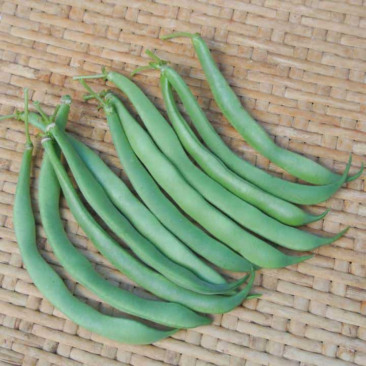 Bush Snap Bean, Alice Sunshine (Organic)