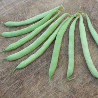 Bush Snap Bean, Labrador (Organic)