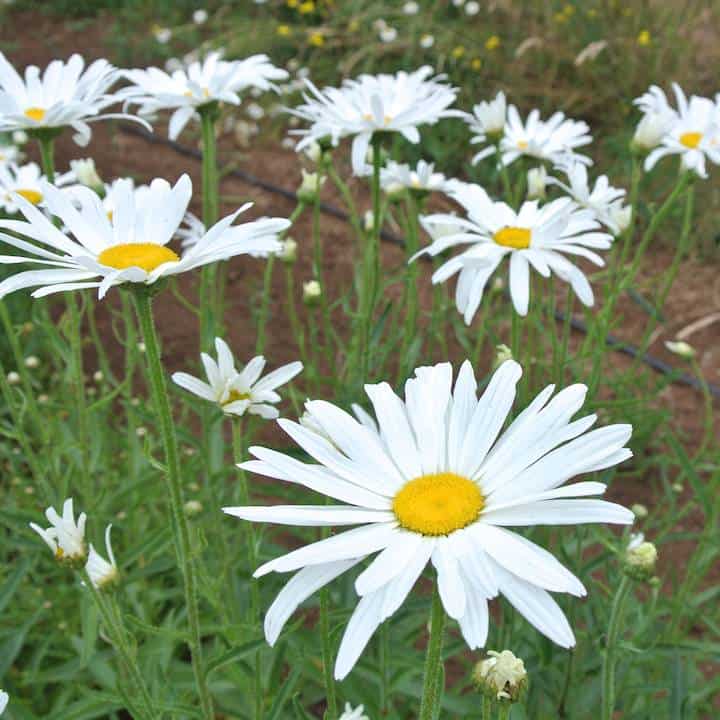 Organic Giant Shasta Daisy Seed