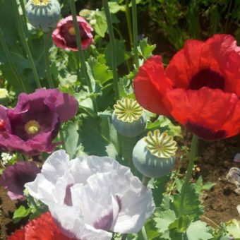 Organic Food Not Lawns Remix Poppy Seed