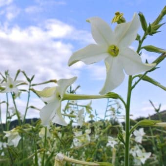 Tobacco, Jasmine Scented (Organic)