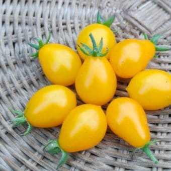 Tomato, Polen Yellow Pear (Organic)