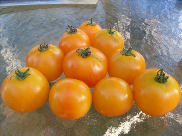 Tomato, Amber (Organic)