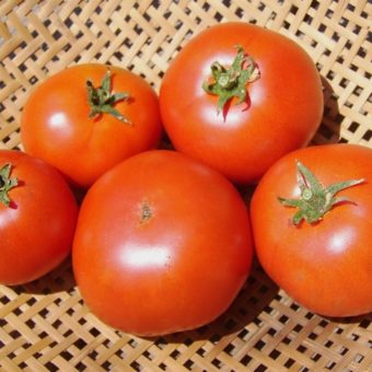 Tomato, Aurora