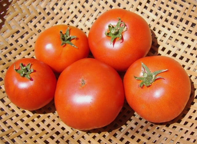 Tomato, Aurora