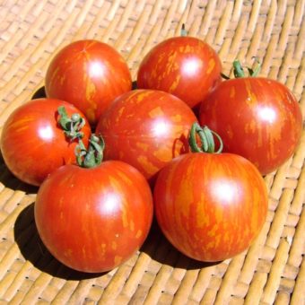 Tomato, Darby Red & Yellow
