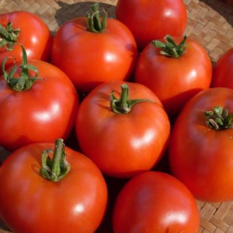 Organic Early Willamette Tomato Seed