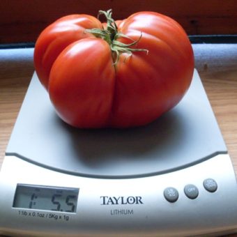Tomato, Giant of Siebenburgen