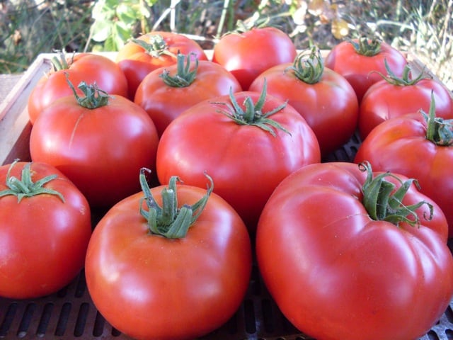 Tomato, Mashenka