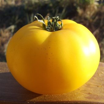 Organic Native Sun Tomato Seed