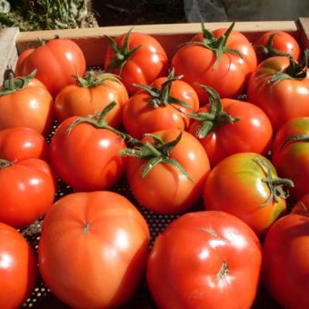 Tomato, Sasha's Altai