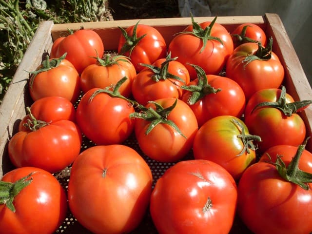 Tomato, Sasha's Altai