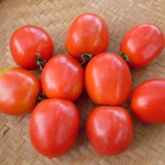 Tomato, Saucey (Organic)