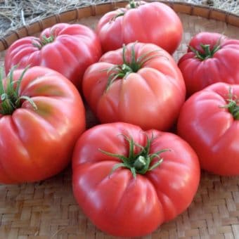 Tomato, Siberian Giant Pink