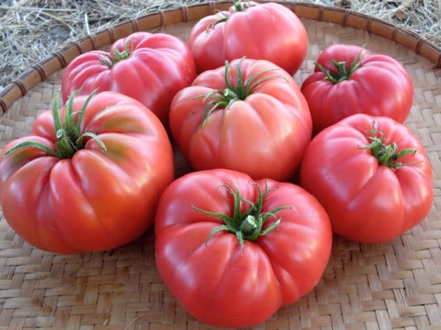 Tomato, Siberian Giant Pink
