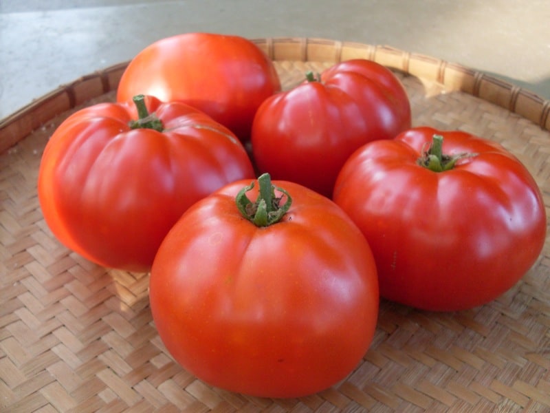 Tomato, Starfire (Organic)