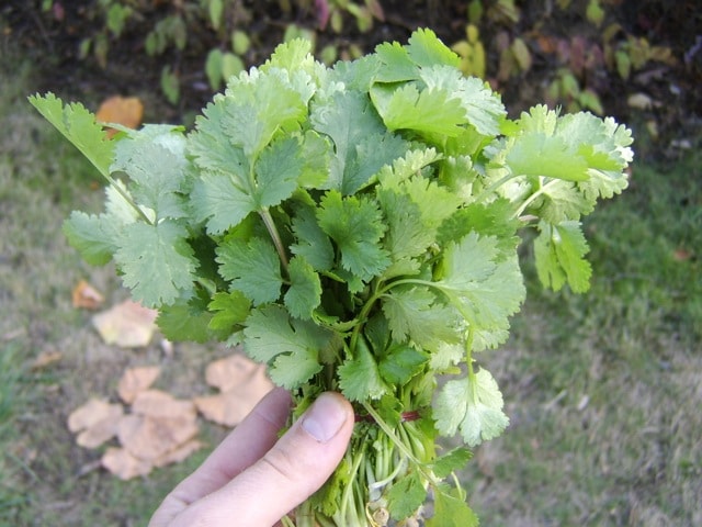Cilantro, Standby (Organic)
