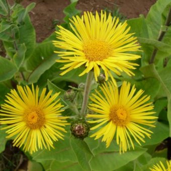 Elecampane, Julie's (Organic)