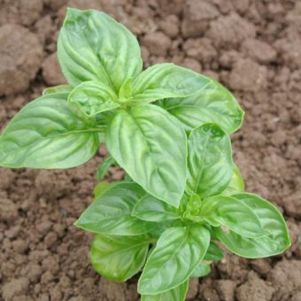 Basil, Italian Mountain Sweet (Organic) Basil, Italian Mountain Sweet (Organic)