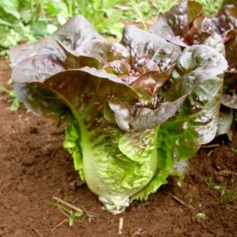 pandero lettuce