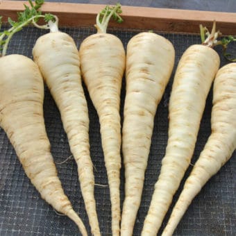 Parsnip, Bedford Monarch (Organic)