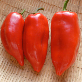 Sweet Pepper, Pointy Kaibi #1 (Organic)