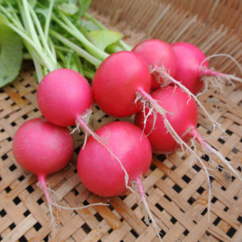 Radish, Pink Beauty (Organic)